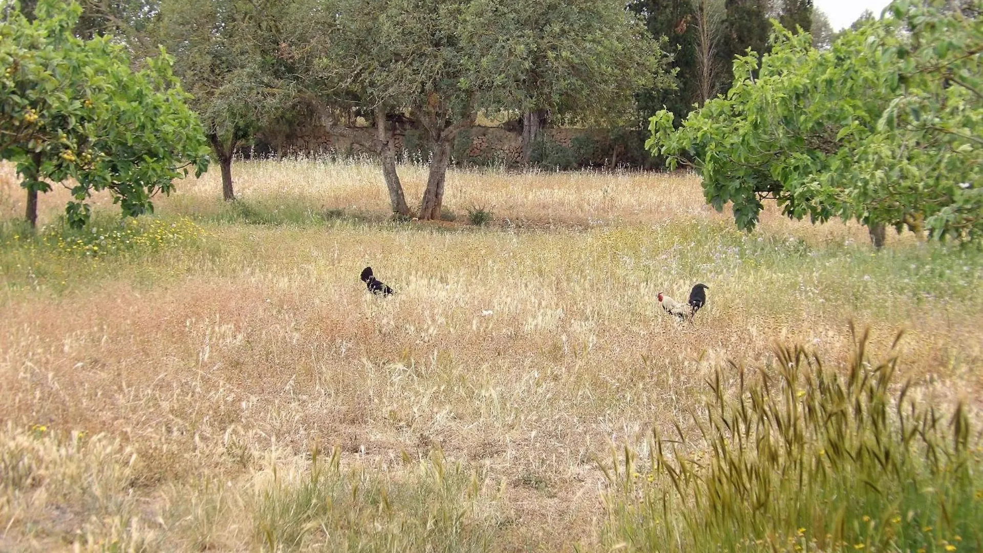 Finca Son Julia In Llucmajor 0*, Llucmajor (Mallorca) Spain